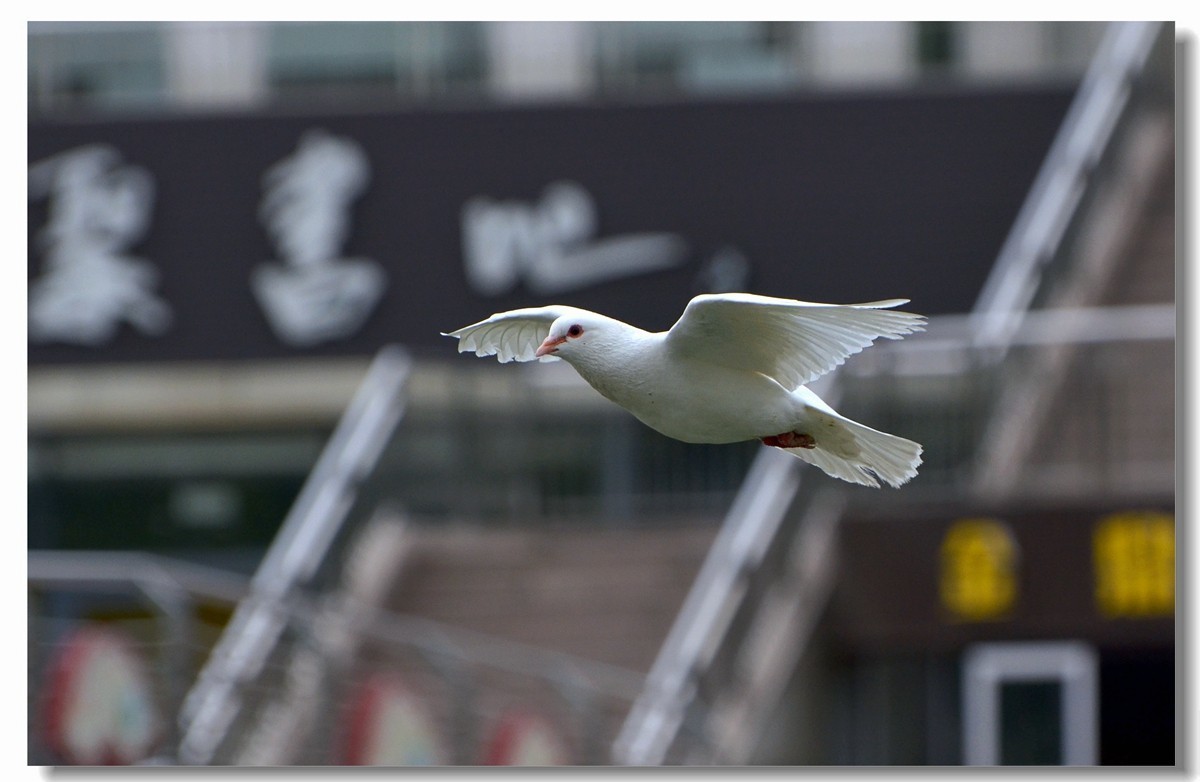 飞翔吧~~~鸽子（四）