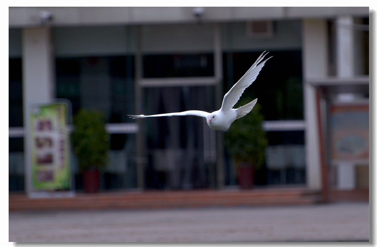 飞翔吧~~~鸽子（四）