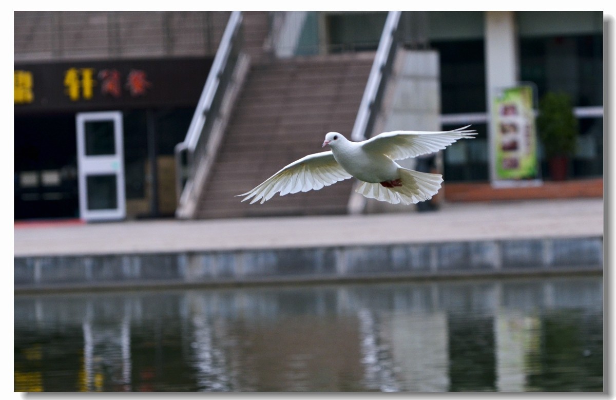 飞翔吧~~~鸽子（四）