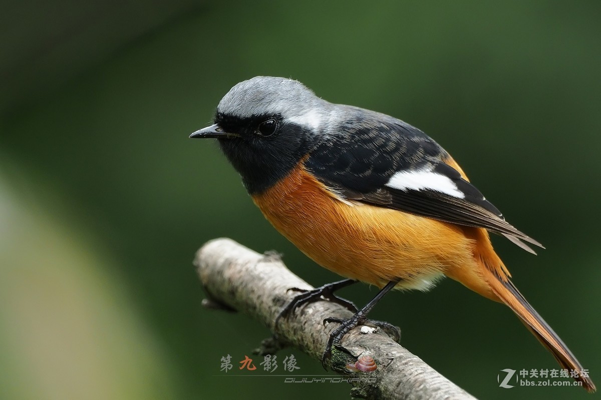 北红尾鸲