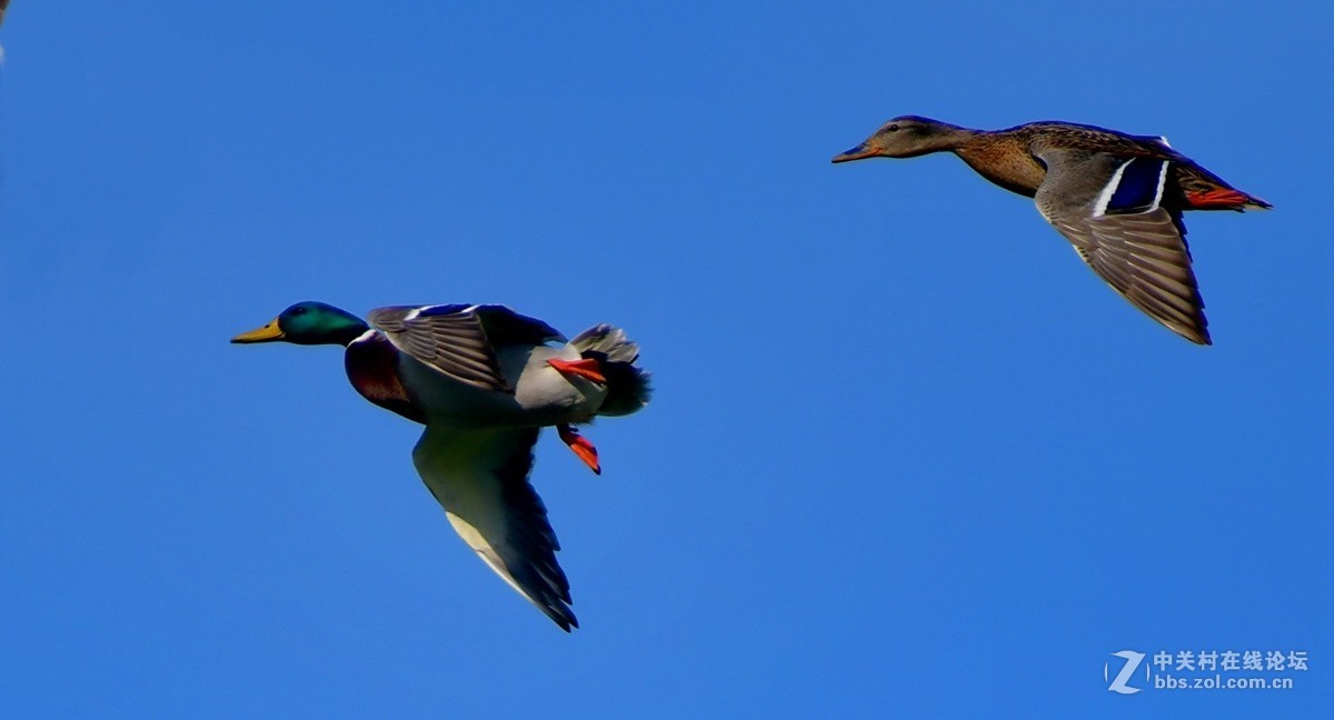 一夫一妻制的候鸟绿头鸭