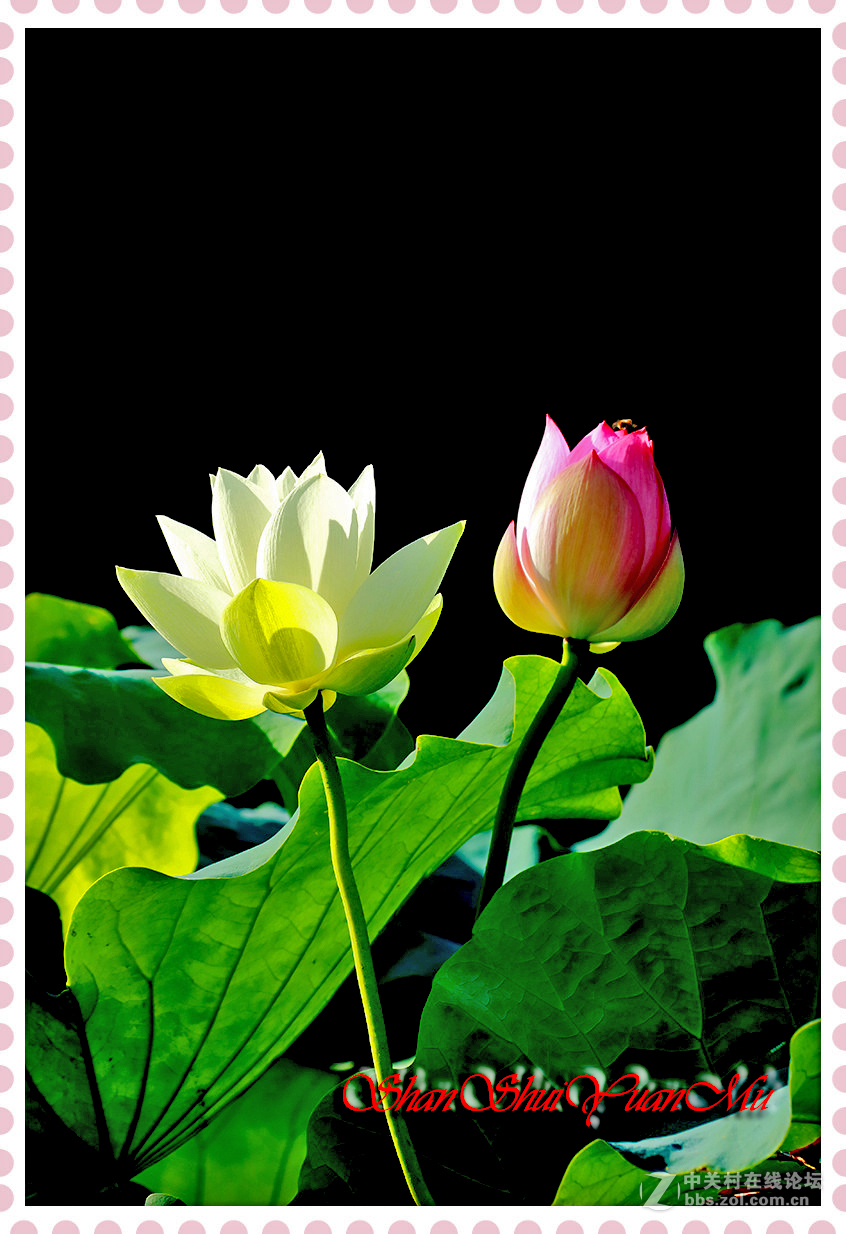 夏日荷花二三枝2