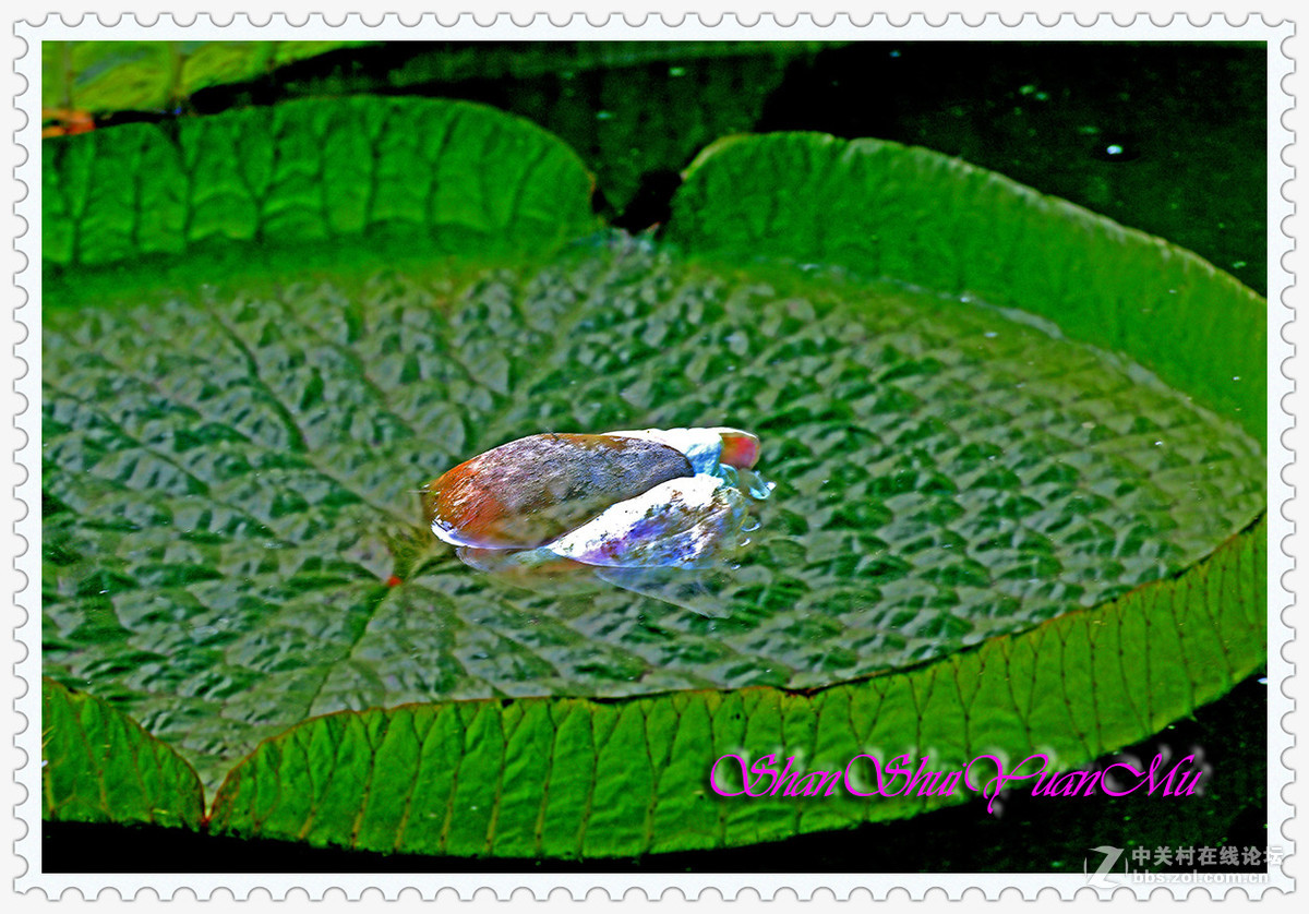 夏日荷花二三枝2