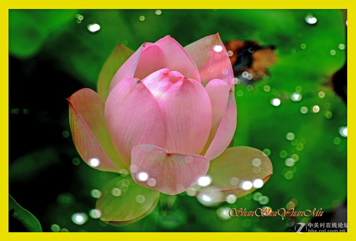 夏日荷花二三枝2