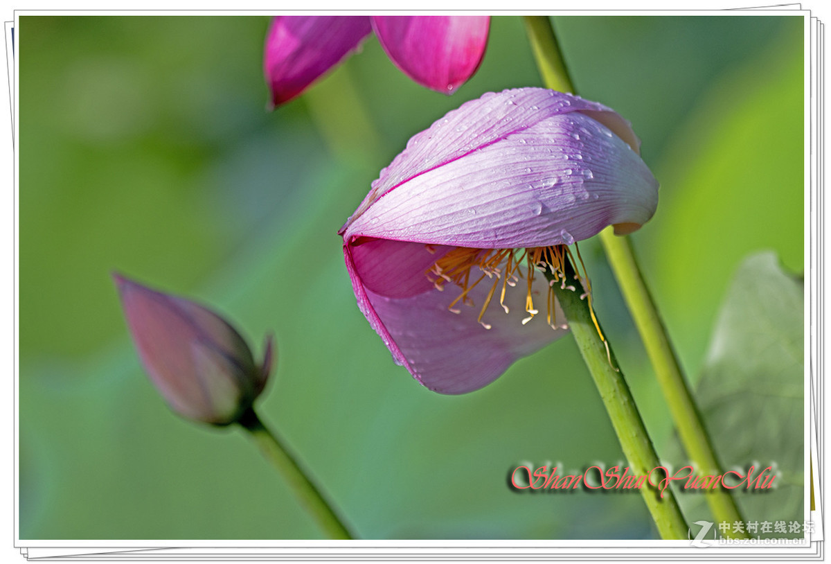 夏日荷花二三枝2