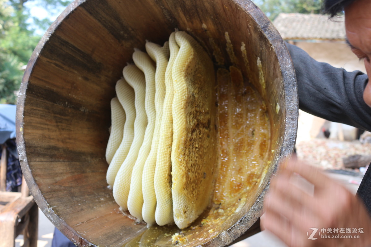 寻找传统老蜜（土蜂蜜）