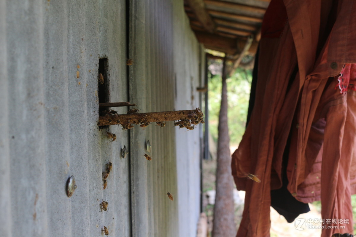 寻找传统老蜜（土蜂蜜）