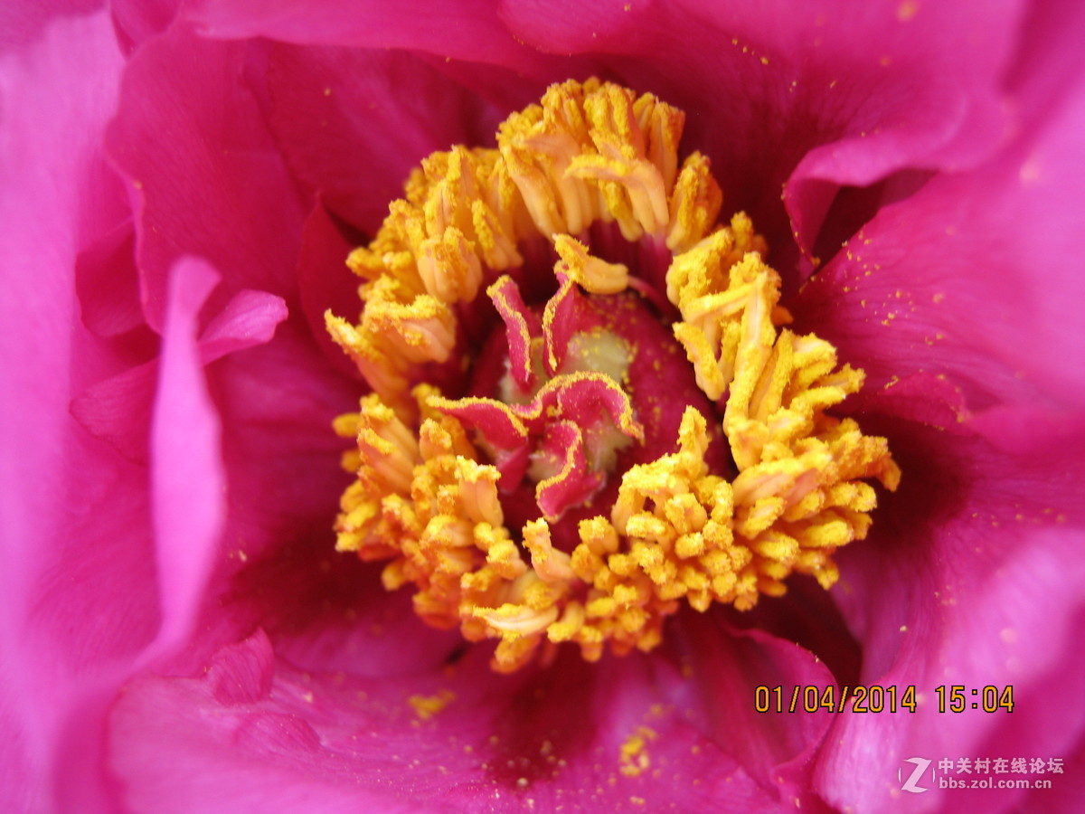 佳能系列A490.绝笔