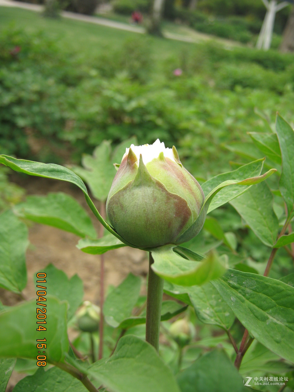 佳能系列A490.绝笔