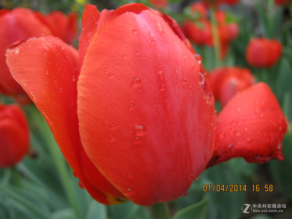 佳能系列A490.绝笔