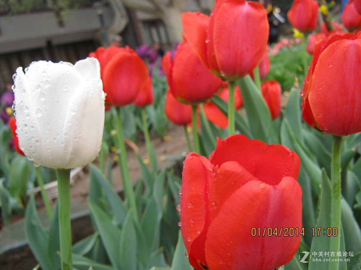 佳能系列A490.绝笔