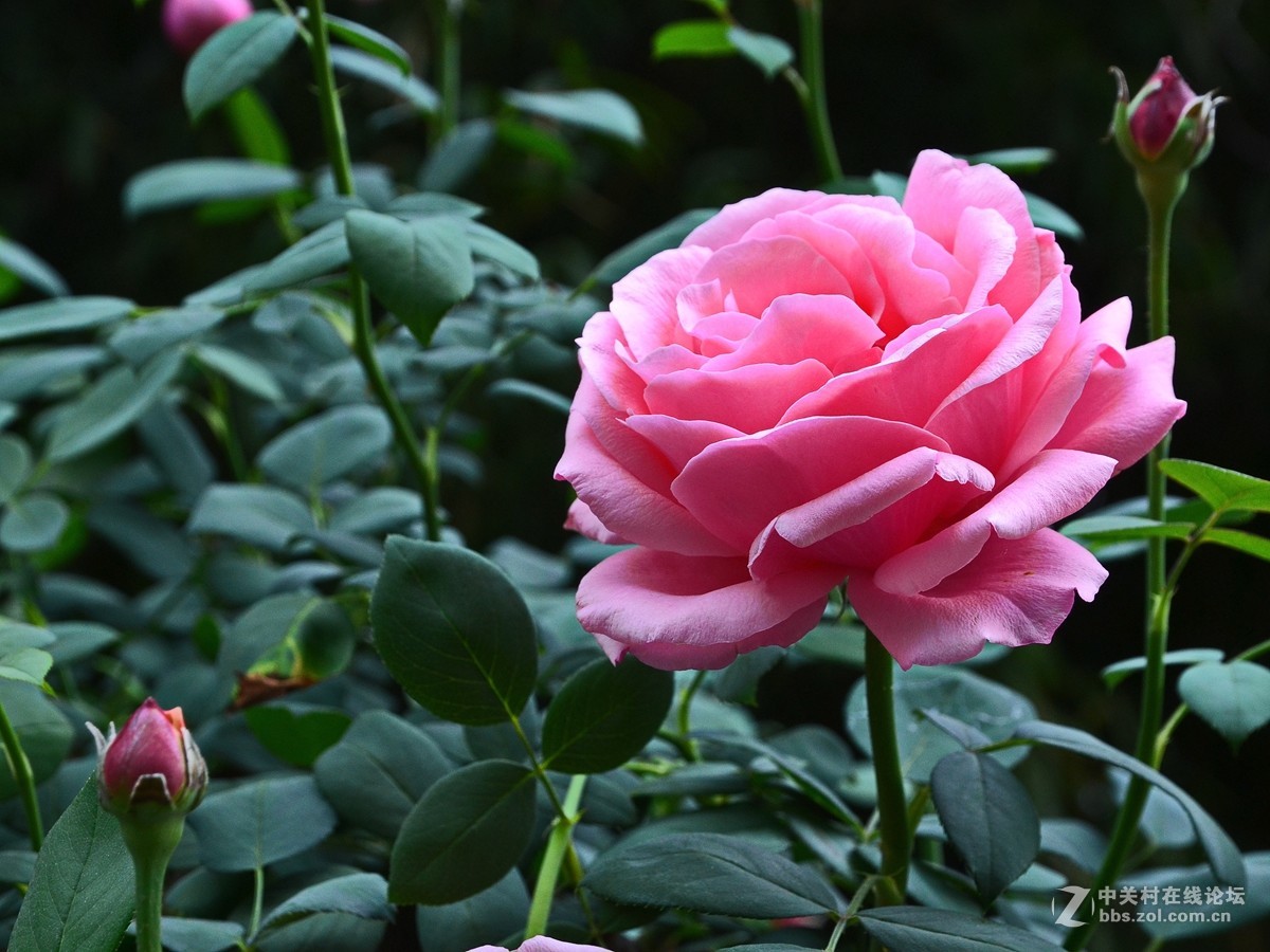 海棠节上出彩的月季花