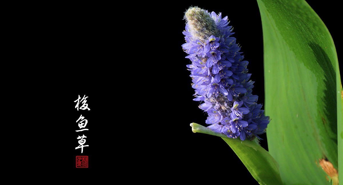 梭鱼草