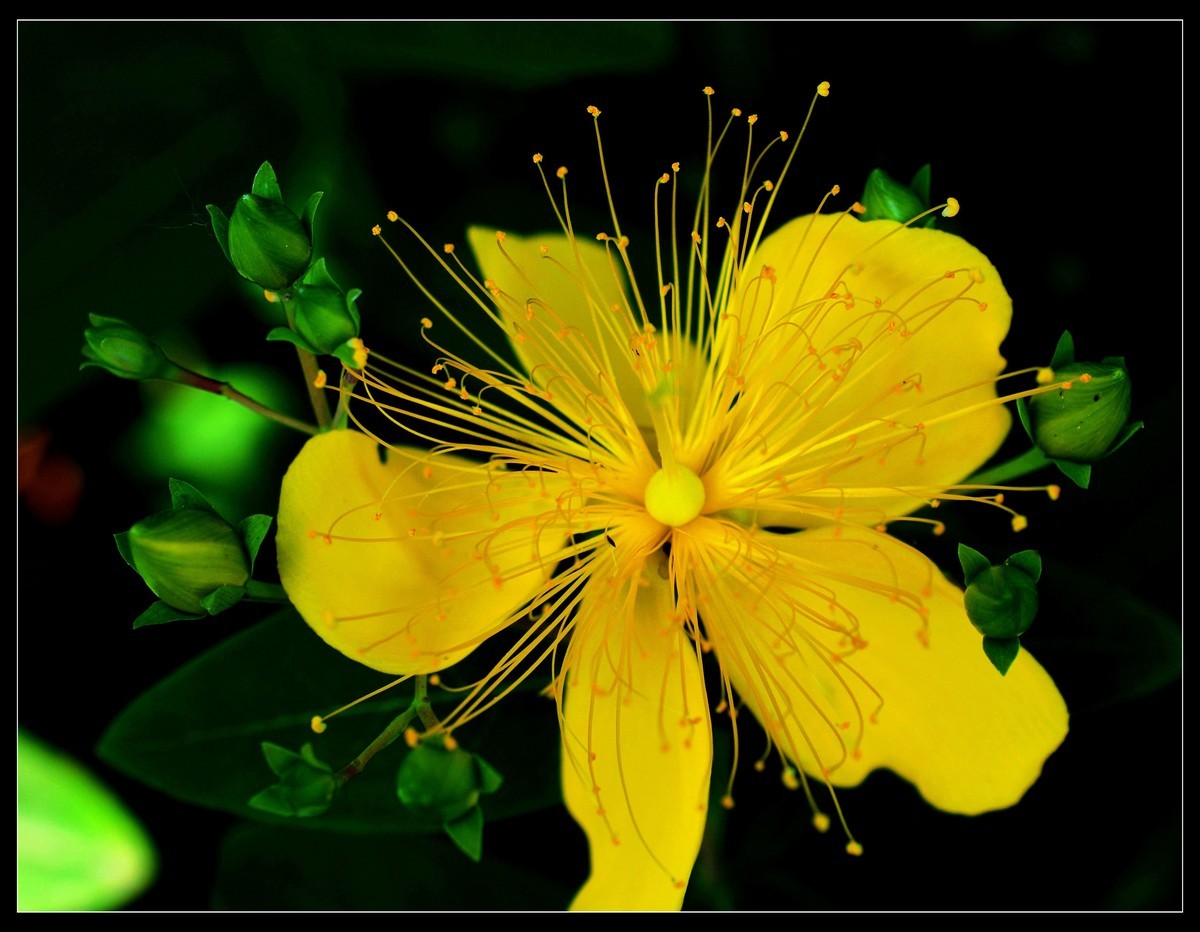 微距金灿烂的金丝桃花