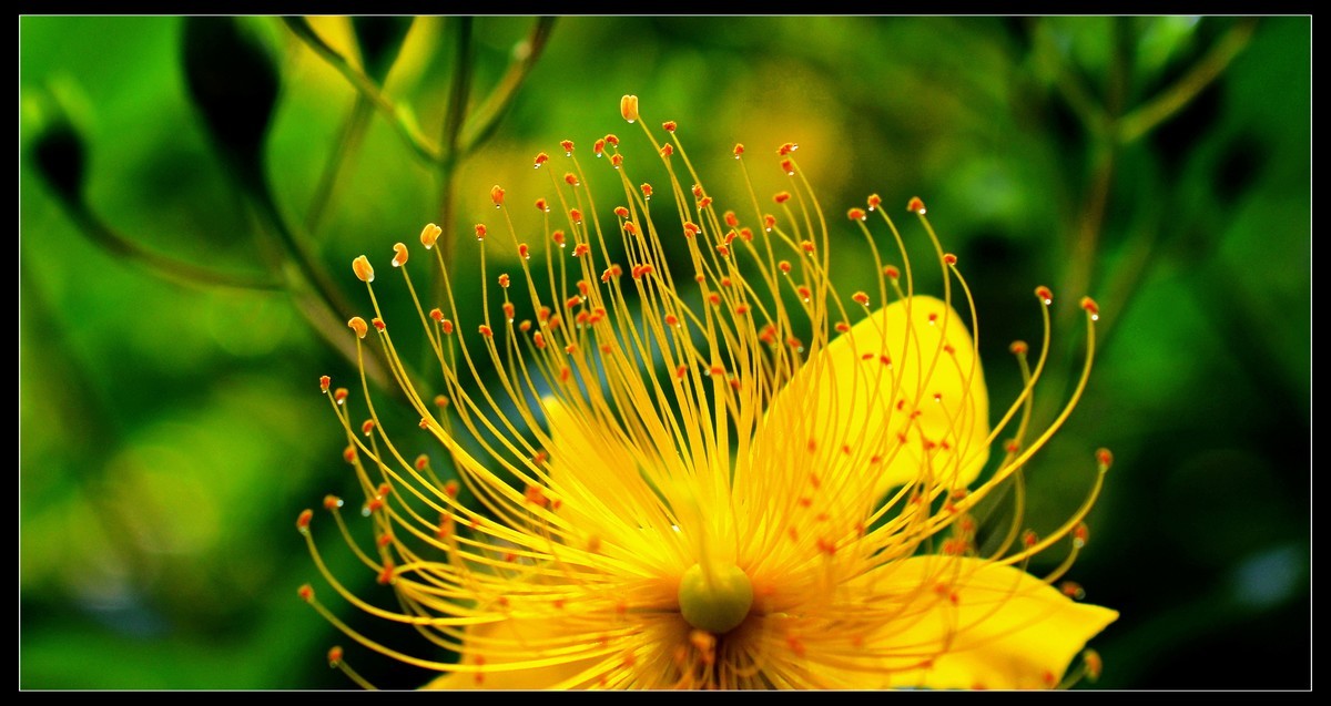微距金灿烂的金丝桃花