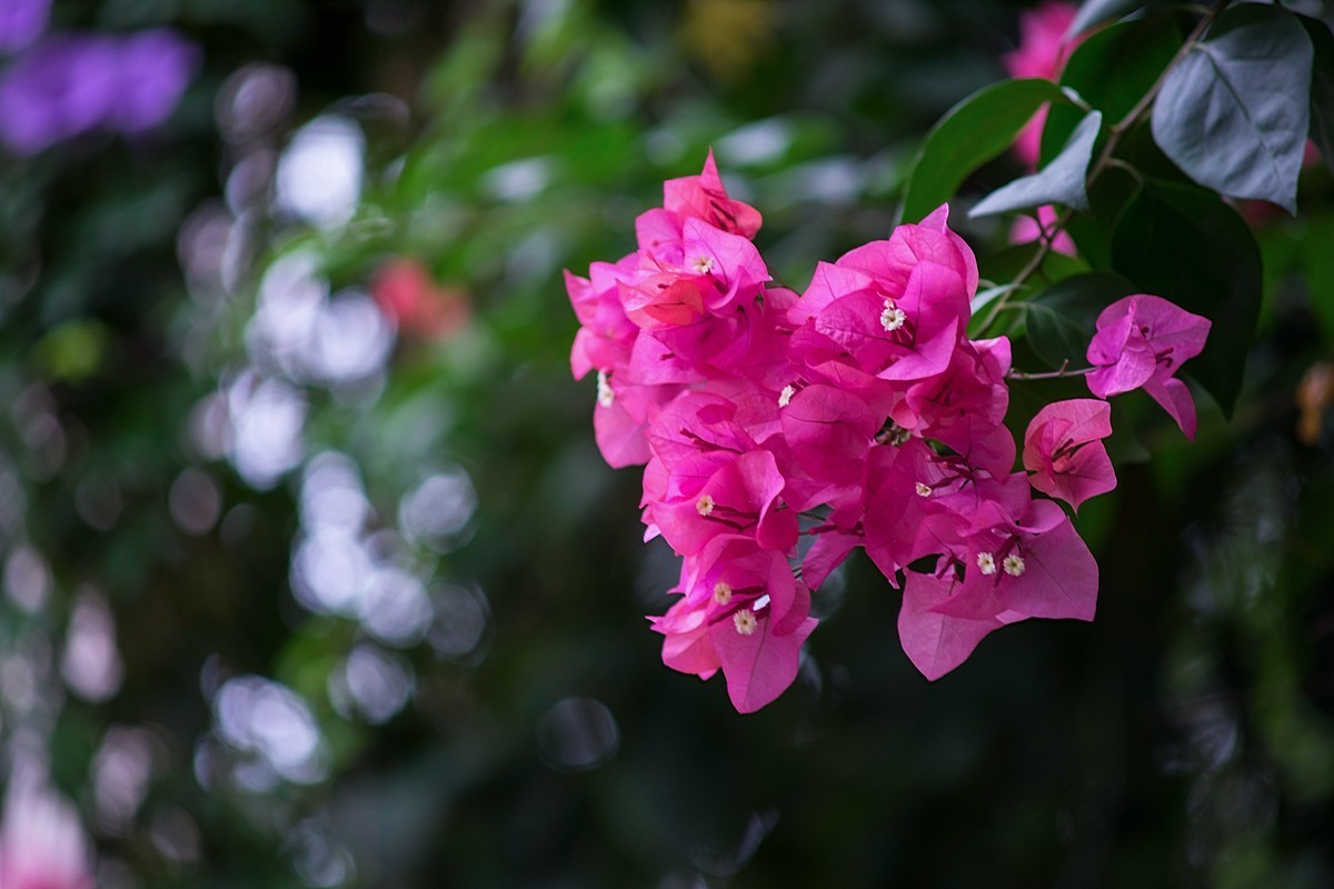 a7m2+Minolta AF 70-210mm f4.0 (扫街 )