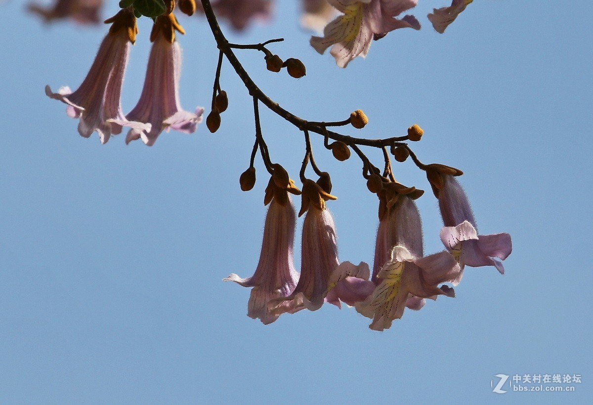 梧桐花图片(中国梧桐花图片)