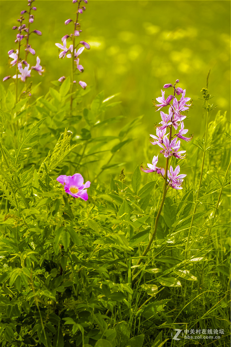 野花遍地开
