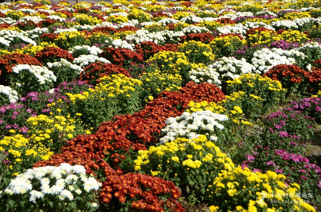 北京植物园菊花展
