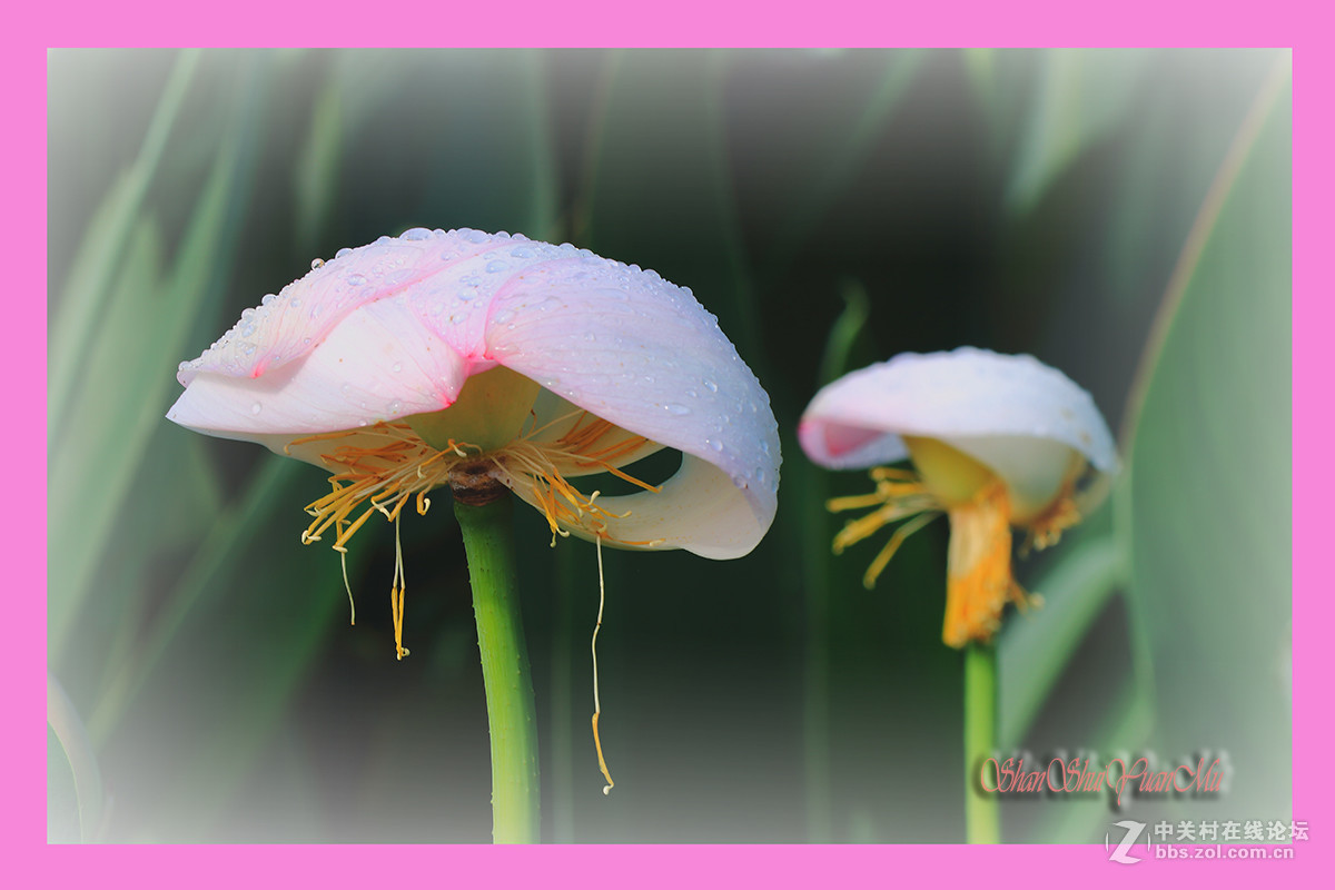 夏日荷花二三枝2