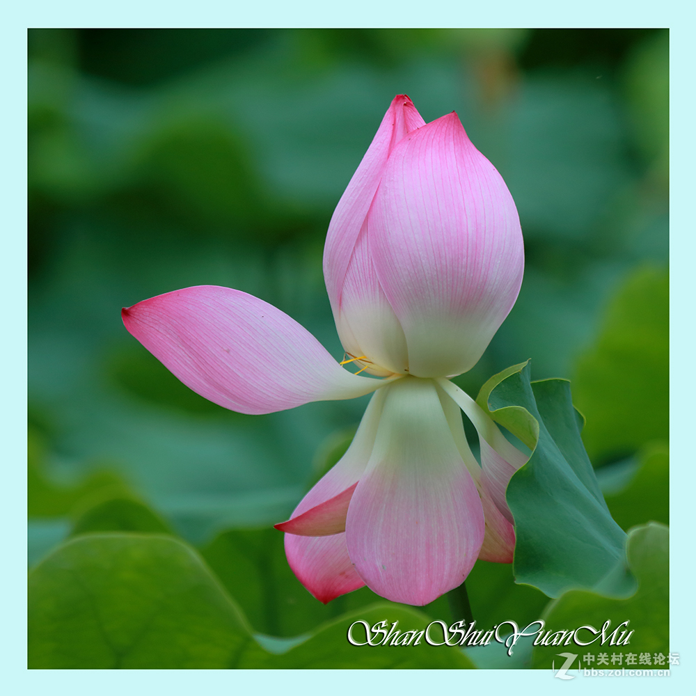 夏日荷花二三枝2