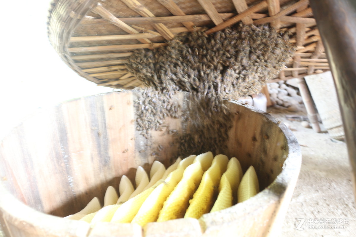 寻找传统老蜜（土蜂蜜）