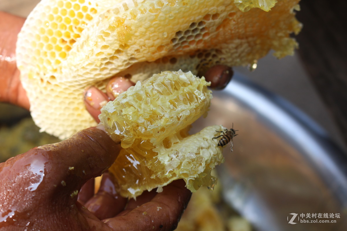 寻找传统老蜜（土蜂蜜）