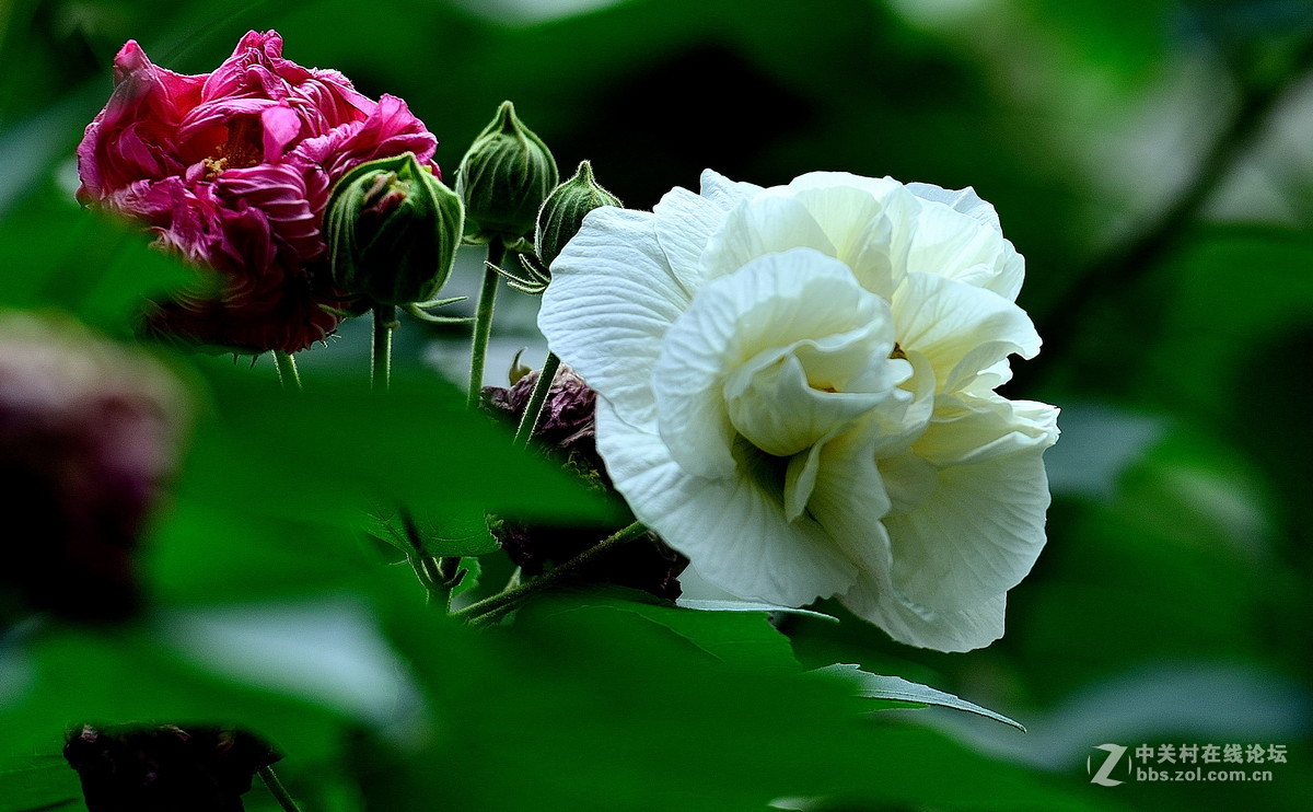 国庆大芙蓉花