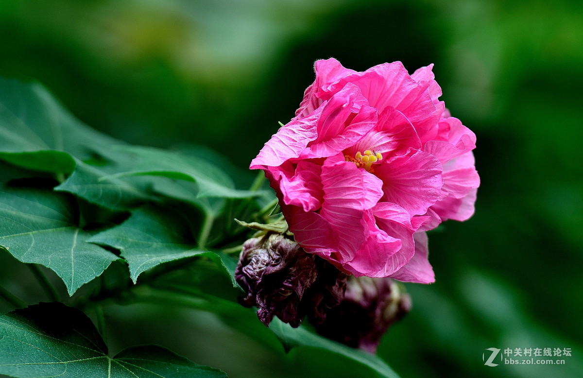 国庆大芙蓉花