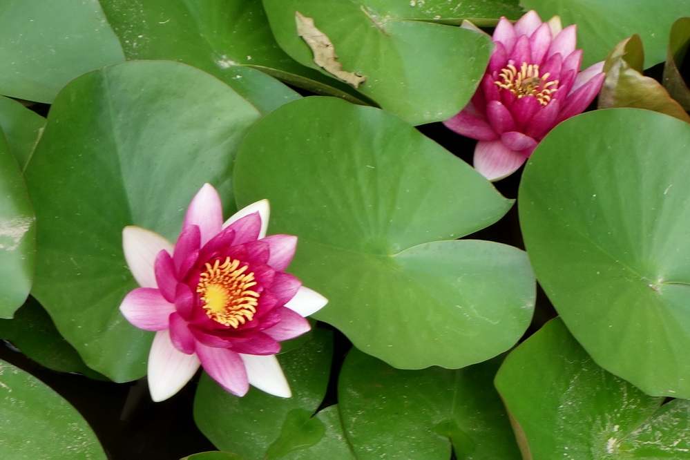 2015-08-08 宾馆旁边的仿古景致