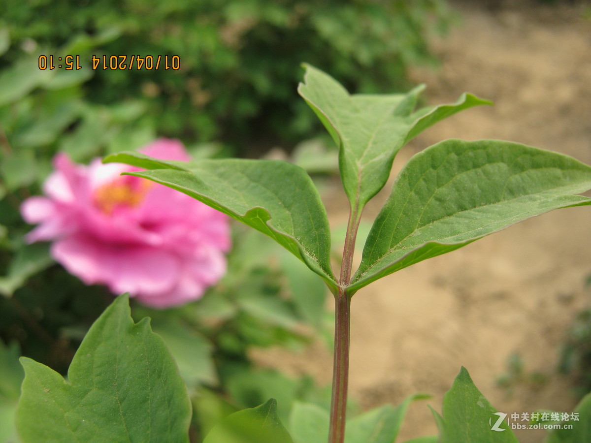 佳能系列A490.绝笔