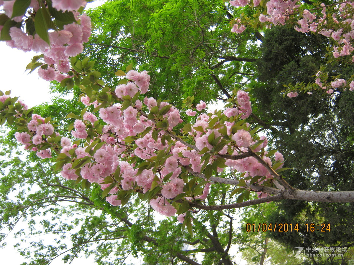 佳能系列A490.绝笔