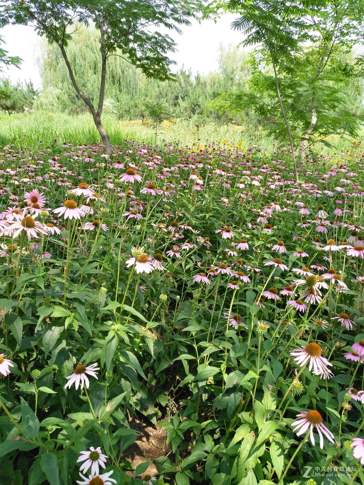 差距到底有多大？华为麦芒5和魅蓝note1拍照对比