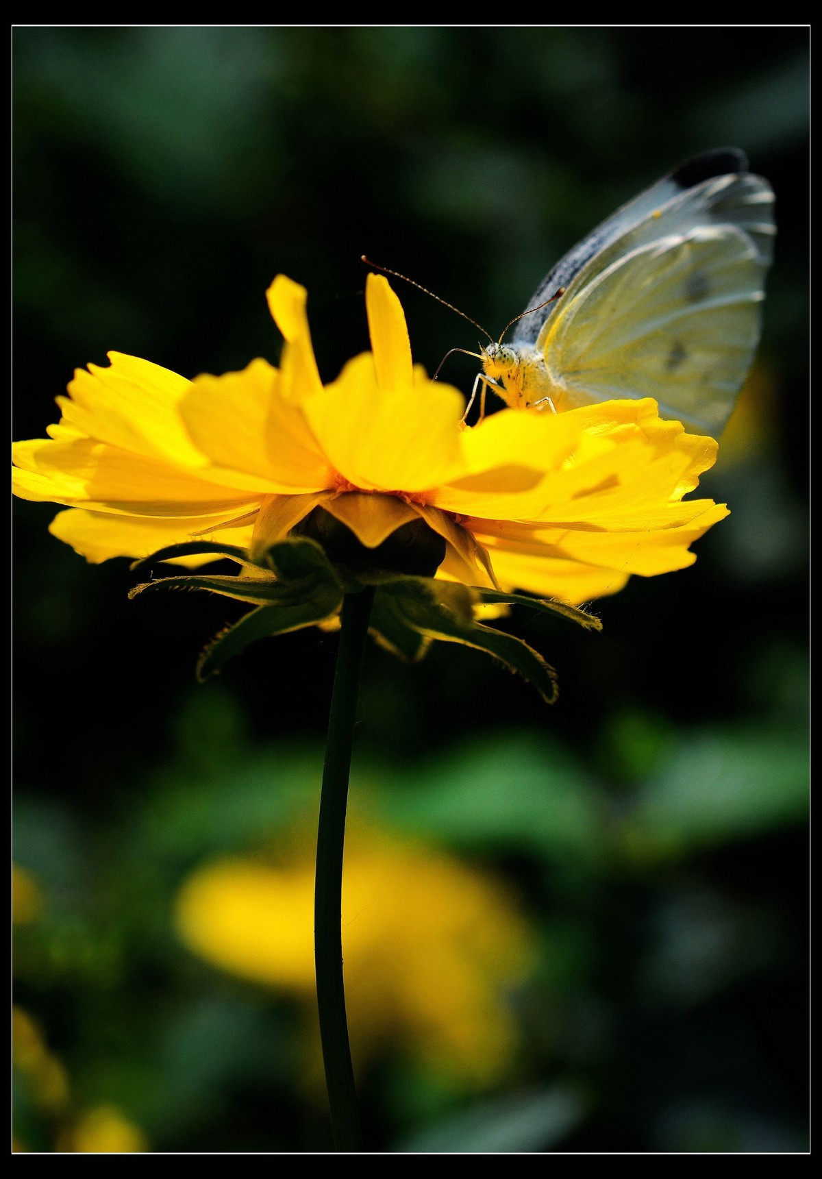 微距金灿烂的金丝桃花