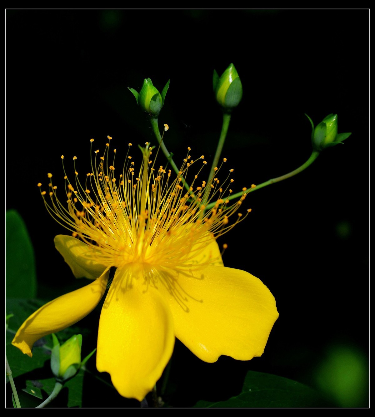 微距金灿烂的金丝桃花