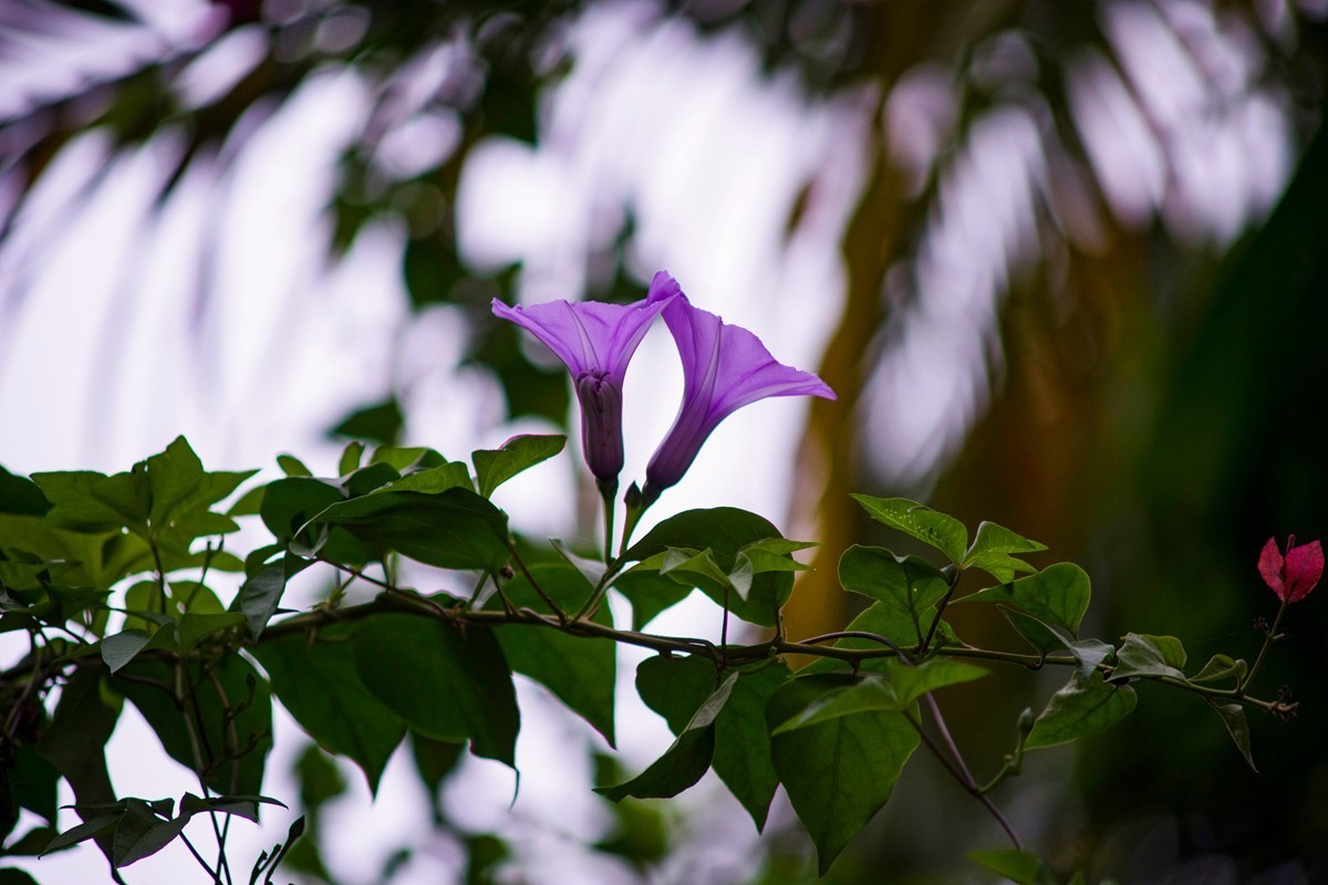 a7m2+Minolta AF 70-210mm f4.0 (扫街 )