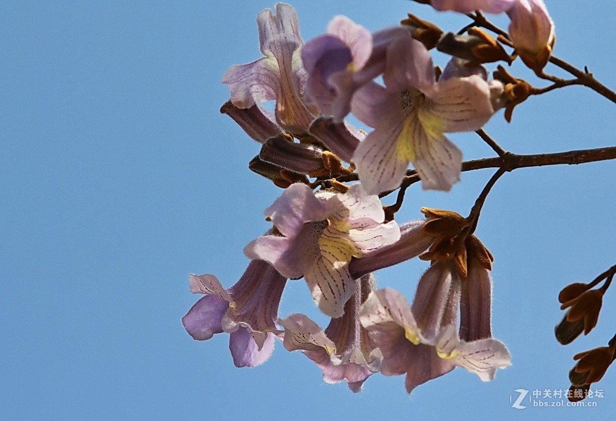 關東百花園147梧桐花