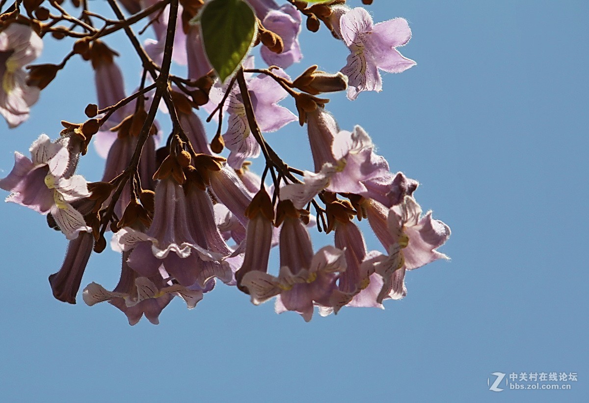 關東百花園147梧桐花