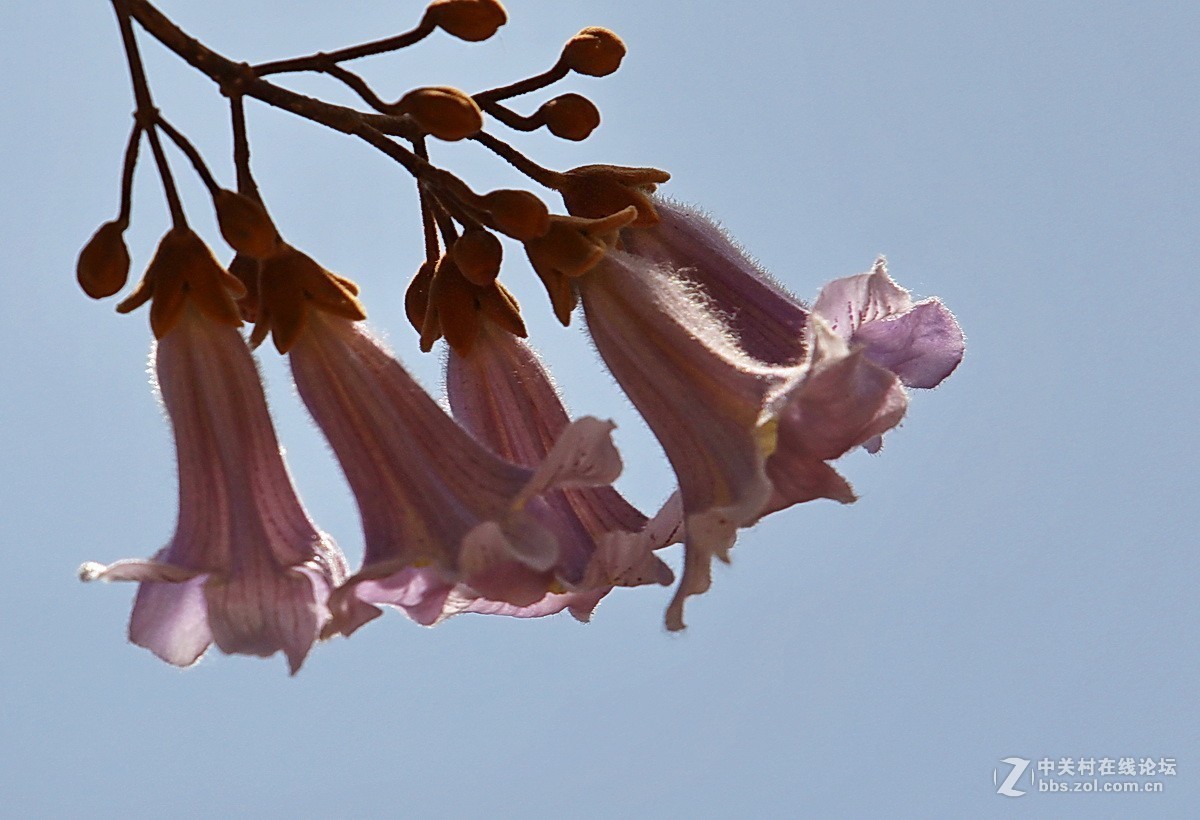 关东百花园147梧桐花