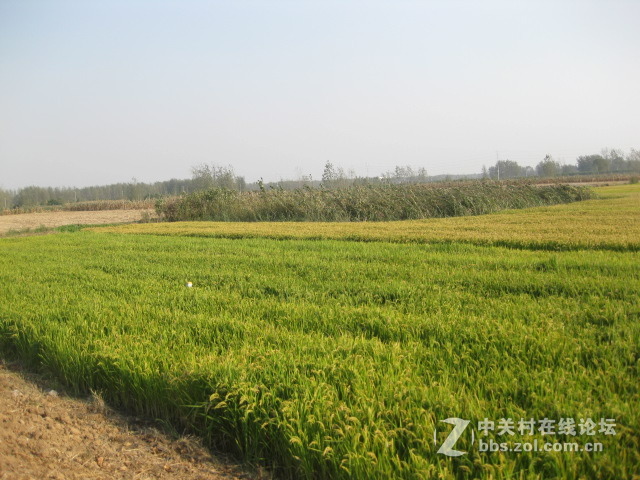 #ZOL国庆随手拍#绿黄相间的秋稻