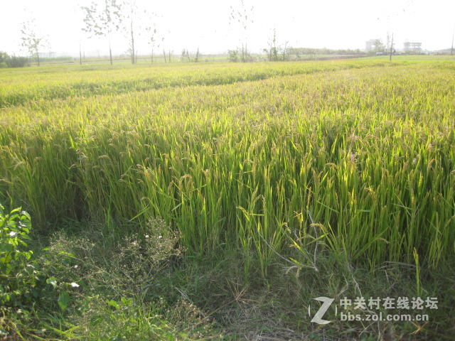 #ZOL国庆随手拍#绿黄相间的秋稻