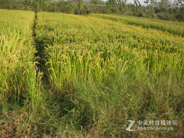 #ZOL国庆随手拍#绿黄相间的秋稻