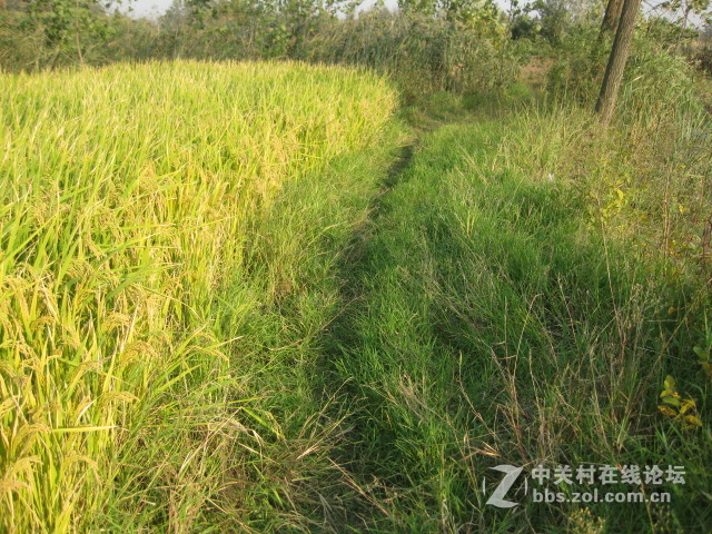 #ZOL国庆随手拍#绿黄相间的秋稻