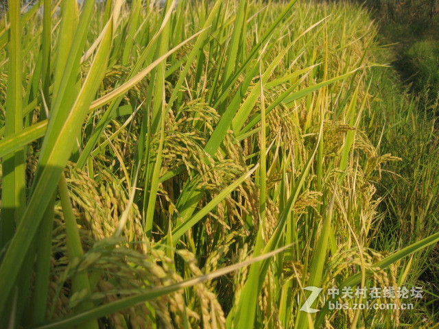 #ZOL国庆随手拍#绿黄相间的秋稻