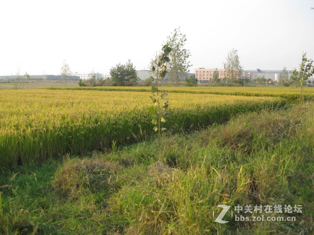 #ZOL国庆随手拍#绿黄相间的秋稻