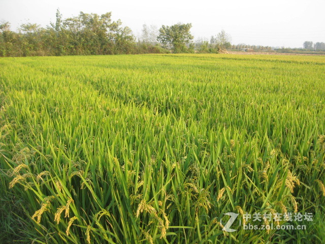 #ZOL国庆随手拍#绿黄相间的秋稻