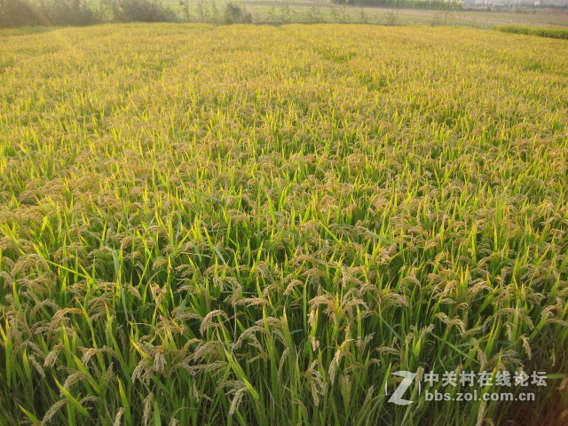 #ZOL国庆随手拍#绿黄相间的秋稻