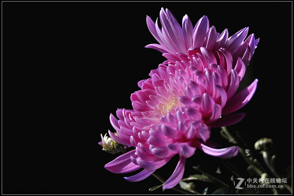 一组花卉庆新春