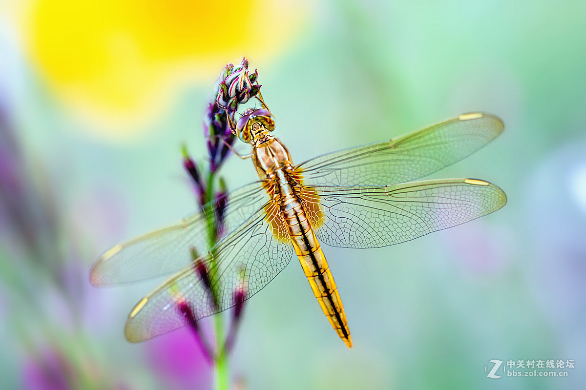 蝴蝶与蜻蜓