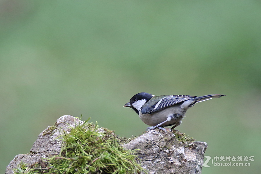 #佳能月赛-与佳能一起去踏青#五只菜鸟迎春来